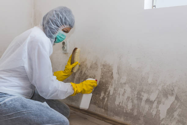 Best Attic Mold Removal  in Morrisville, PA
