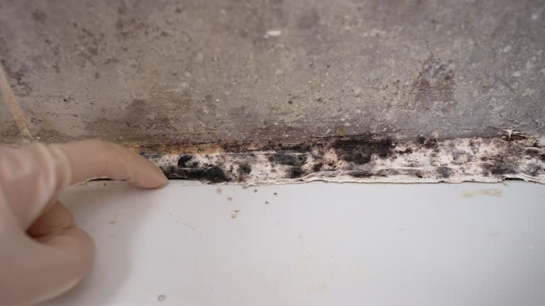 Asbestos and Lead Testing During Mold Inspection in Morrisville, PA